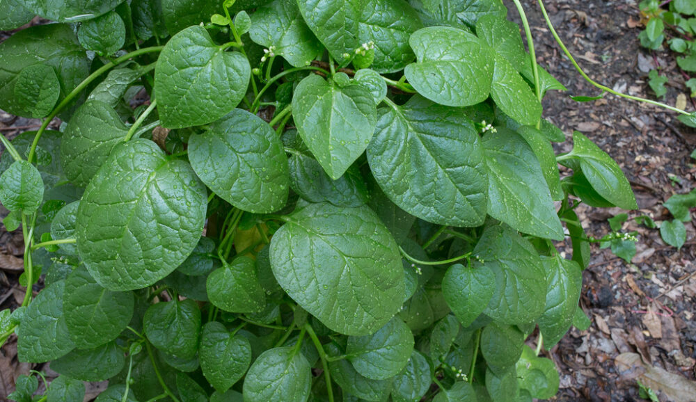 पोई साग (Malabar Spinach)