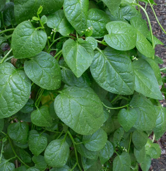पोई साग (Malabar Spinach)